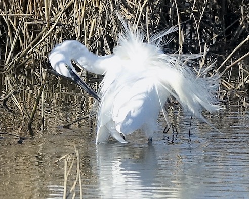 little egret